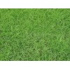 江苏草坪种植，江苏草坪供应商，江苏草坪公司【绿源】